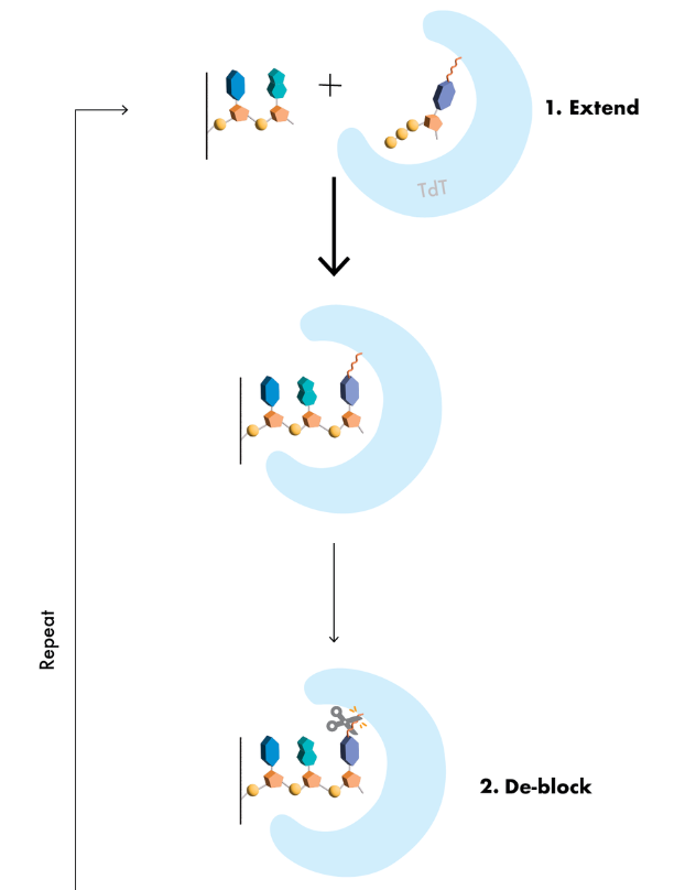 重新合成最长重大寡核苷酸，1005碱基，用于AAV载体，相关公司已获7320万美元融资